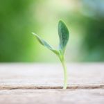 Growing Plants On Wooden Table Stock Photo