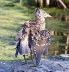 Isolated Photo Of A Funny Black-crowned Night Heron Shaking Her Feathers On A Rock Stock Photo