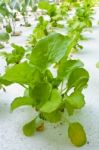 Hydroponics Vegetable Stock Photo