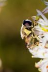 Bee Feeding On Flower Stock Photo