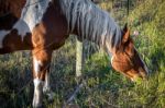 The Grass Is Always Greener On The Other Side Stock Photo