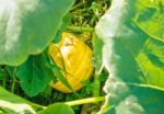 Pumpkin Growing In The Garden Stock Photo