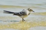 Sand Martins Stock Photo