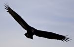 Isolated Photo Of A Vulture In The Sky Stock Photo