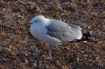 European Herring Gull (larus Argentatus) Stock Photo