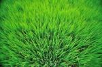 Paddy Field In Thailand Stock Photo