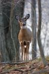 The Wide Awake Deer Stock Photo