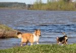 Puppy Collie On The Beach Pet Friendly Stock Photo