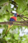 Rainbow Lorikeet Stock Photo