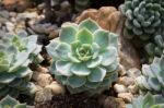 Succulent Plant Stock Photo