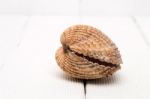 Clam Shell Isolated Stock Photo