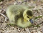 Beautiful Isolated Photo Of A Chick Of Canada Geese Relaxing On The Field Stock Photo