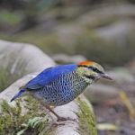 Male Blue Pitta Stock Photo