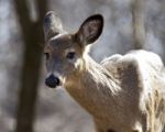 Isolated Photo Of A Funny Wild Deer In The Forest Stock Photo