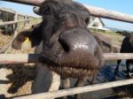 Buffalo Farm, Buffaloes Grazing In Open-air Cages  Stock Photo