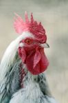 Rooster Stock Photo