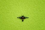 Moth On Green Wall Stock Photo