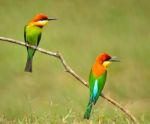 Chestnut-headed Bee-eater Stock Photo