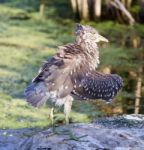 Isolated Image With A Funny Black-crowned Night Heron Shaking Her Feathers On A Rock Stock Photo