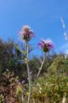 Thistle (lamyropsis Microcephala) In Sardinia Stock Photo