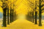 Row Of Yellow Ginkgo Tree In Nami Island, Korea Stock Photo