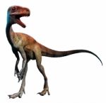 Coelophysis Stock Photo