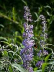 Small Tortoiseshell (aglais Urticae) Feeding Stock Photo