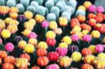 Colorful Cactus Stock Photo