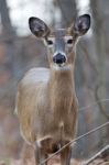 Beautiful Photo Of The Young Deer In The Forest Stock Photo