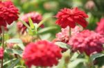 Beautiful Zinnia Flowers In Summer Stock Photo