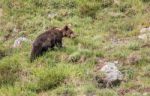 Brown Bear In Asturian Lands Stock Photo