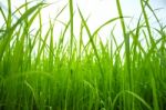 Green Paddy In Field Stock Photo