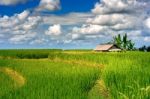 Rice Fields In Bali Island, Indonesia Stock Photo