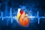 Human Heart Stock Photo