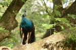 Peacock Timber Stock Photo