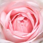 Pink Rose Stock Photo