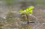 Plant Growth From The Crack Concrete Stock Photo