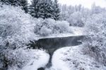 Snowy Forest In A Winter Day Stock Photo