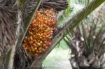 Palm Fruit On The Tree Stock Photo