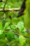 Hide Of Slant – Faced Grasshopper Stock Photo