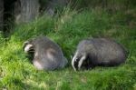 European Badger (meles Meles) Stock Photo