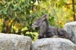 Serow Stock Photo