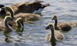 Beautiful Isolated Photo Of A Family Of The Canada Geese Stock Photo