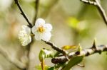 White Apricot Blossom Flower Stock Photo