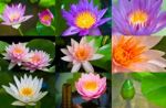 Thai Lotus Stock Photo