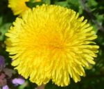 Dandelion Stock Photo