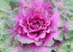 Ornamental Cabbage Stock Photo