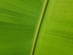 Closed Up Fresh Banana Leaf Stock Photo