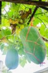 Fresh Of Green Winter Melon On The Tree Stock Photo