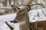 Beautiful Portrait Of A Cute Sleepy Wild Deer In The Snowy Forest Stock Photo